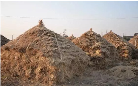 《生物質(zhì)燃料是否清潔能源 各方辯論激烈》2.jpg 《生物質(zhì)燃料是否清潔能源 各方辯論激烈》2.jpg